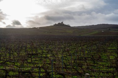 Verzenay ve Mailly yakınlarındaki Champagne Grand Cru üzüm bağlarında kış zamanı, yapraksız eski üzüm bağları, yeşil çimenler, Fransa 'da şarap yapımı