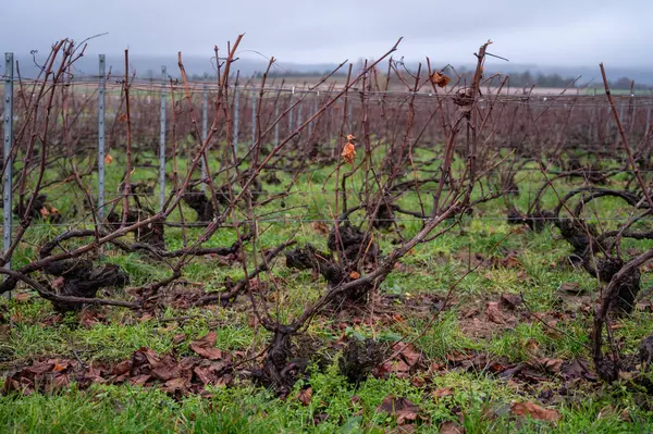 Ambonnay köyü yakınlarındaki Champagne Grand Cru üzüm bağlarında kış zamanı, yapraksız eski üzüm bağları, Fransa 'da yeşil çimen, şarap yapımı