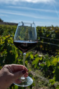 Kırmızı Bordeaux şarabı, Merlot ya da Cabernet Sauvignon şarabı Pomerol, Saint-Emilion şarap üretim bölgesi, Fransa, Bordeaux 'daki Cru sınıfı üzüm bağlarında kırmızı şarap tatma