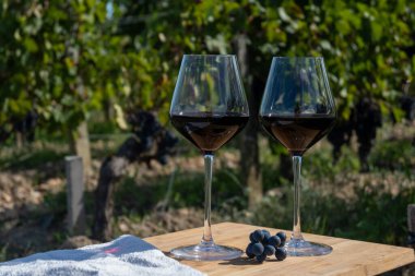 Kırmızı Bordeaux şarabı, Merlot ya da Cabernet Sauvignon şarabı Pomerol, Saint-Emilion şarap üretim bölgesi, Fransa, Bordeaux 'daki Cru sınıfı üzüm bağlarında kırmızı şarap tatma