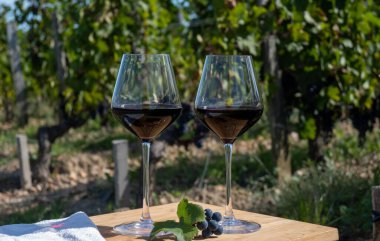Kırmızı Bordeaux şarabı, Merlot ya da Cabernet Sauvignon şarabı Pomerol, Saint-Emilion şarap üretim bölgesi, Fransa, Bordeaux 'daki Cru sınıfı üzüm bağlarında kırmızı şarap tatma