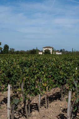 Pomerol köyündeki üzüm hasadı, kırmızı Bordeaux şarabı üretimi, Merlot veya Cabernet Sauvignon üzümleri Pomerol 'daki cru sınıfı üzüm bağlarında, Saint-Emilion şarap üretim bölgesi, Fransa, Bordeaux