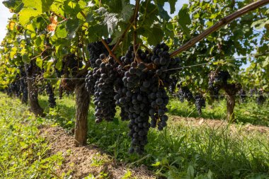 St. Emilion kasabası yakınlarındaki üzüm bağları, Saint-Emilion şarap üretim bölgesi, Fransa, Bordeaux sonbaharda kırmızı Bordeaux şarabı, Merlot veya Cabernet Sauvignon üzümleri, cru sınıfı üzüm bağları