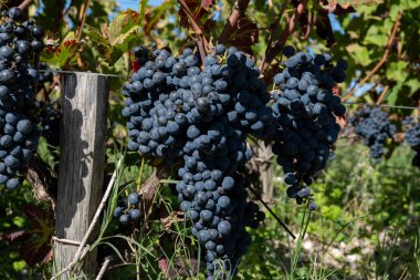 Bordeaux, Gironde Estuary, Fransa 'nın sol kıyısı, Bordeaux' da çeşitli Haut-Medoc üzüm bağları içeren olgunlaşmış kırmızı Cabernet Sauvignon üzümleri ile Pauillac köyündeki üzüm bağları hasat etmeye hazır.