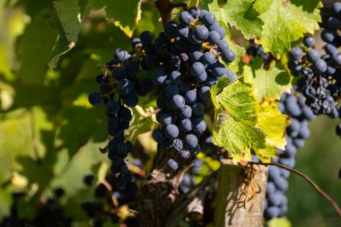 Bordeaux, Gironde Estuary, Fransa 'nın sol kıyısı, Bordeaux' da çeşitli Haut-Medoc üzüm bağları içeren olgunlaşmış kırmızı Cabernet Sauvignon üzümleri ile Pauillac köyündeki üzüm bağları hasat etmeye hazır.
