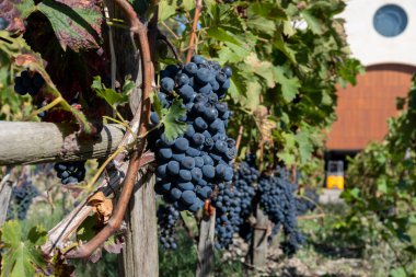 Bordeaux, Gironde Estuary, Fransa 'nın sol kıyısı, Bordeaux' da çeşitli Haut-Medoc üzüm bağları içeren olgunlaşmış kırmızı Cabernet Sauvignon üzümleri ile Pauillac köyündeki üzüm bağları hasat etmeye hazır.