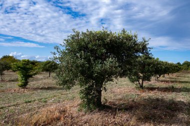 Yer mantarı çiftliği, kara kış mantarlarının ekimi Perigord mantarları, Tuber melanosporum, meşe fidanlığı, kışın meşe ağaçlarıyla tarlalarda mantar avı.
