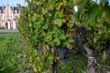 Bordeaux 'daki Haut-Medoc üzüm bağlarının çeşitli kırmızı Cabernet Sauvignon üzüm bağları, Gironde Estuary' nin sol kıyısı, Margaux, Fransa, hasat için hazır.