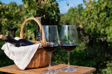 Bordeaux 'da Bordeaux şarabı tatmak, yeşil üzüm bağlarında kırmızı şarap, Bordeaux' da çeşitli Haut-Medoc üzüm bağları, Gironde Estuary, Fransa 'nın sol kıyısında bulunan kırmızı Cabernet Sauvignon üzümleri.