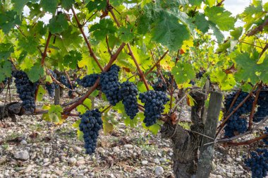 Bordeaux 'da çeşitli Haut-Medoc üzüm bağları, Fransa' nın Margaux kasabası Gironde Estuary 'nin sol kıyısında toplanmaya hazır kırmızı şarap bağları var.