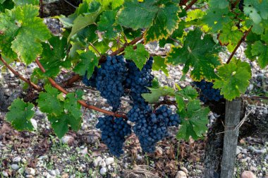 Bordeaux 'da çeşitli Haut-Medoc üzüm bağları, Fransa' nın Margaux kasabası Gironde Estuary 'nin sol kıyısında toplanmaya hazır kırmızı şarap bağları var.