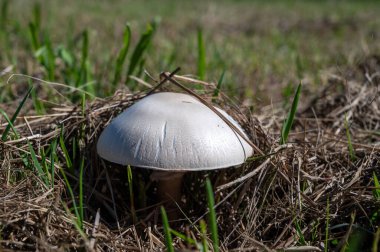 Vahşi beyaz şampiyonlar ormanda çimenlerde büyüyen mantarlar...