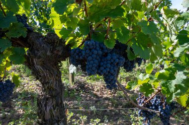 Olgun Merlot veya Cabernet Sauvignon kırmızı şarap üzümleri Pomerol, Saint-Emilion şarap üretim bölgesinde hasat için hazır, Fransa, Bordeaux