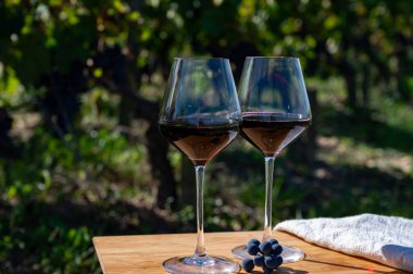 Kırmızı Bordeaux şarabı, Merlot ya da Cabernet Sauvignon şarabı Pomerol, Saint-Emilion şarap üretim bölgesi, Fransa, Bordeaux 'daki Cru sınıfı üzüm bağlarında kırmızı şarap tatma