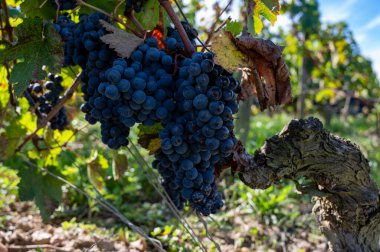 Olgun Merlot veya Cabernet Sauvignon kırmızı şarap üzümleri Pomerol, Saint-Emilion şarap üretim bölgesinde hasat için hazır, Fransa, Bordeaux