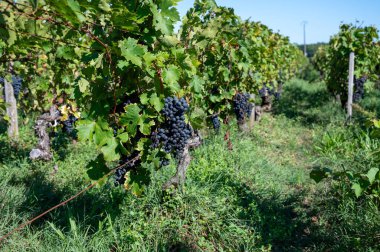 Bordeaux, Gironde Estuary, Fransa 'nın sol kıyısı, Bordeaux' da çeşitli Haut-Medoc üzüm bağları içeren olgunlaşmış kırmızı Cabernet Sauvignon üzümleri ile Pauillac köyündeki üzüm bağları hasat etmeye hazır.