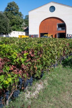 Pauillac köyündeki üzüm bağları, hasata hazır olgun üzümler, Bordeaux 'daki Haut-Medoc üzüm bağları, Gironde Estuary, Fransa' nın sol yakası, hasat etmeye hazır.