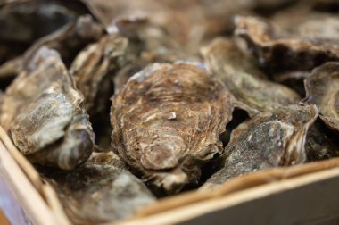 Günlük balık pazarında günün avı, taze istiridye, Cancale, Brittany, Atlantik Okyanusu, Fransa