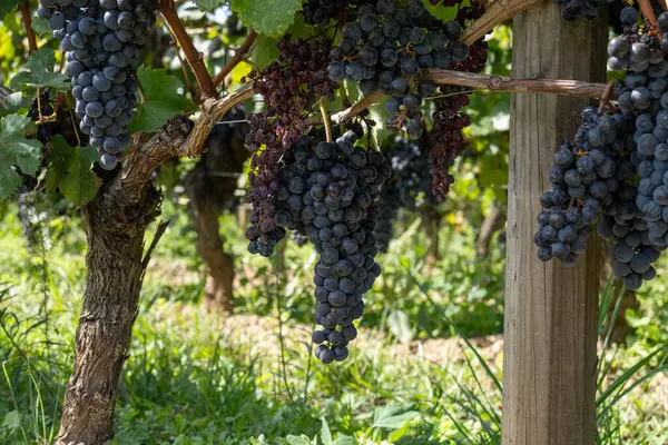 Vineyards near St. Emilion town, production of red Bordeaux wine, Merlot or Cabernet Sauvignon grapes on cru class vineyards in Saint-Emilion wine making region, France, Bordeaux in autumn
