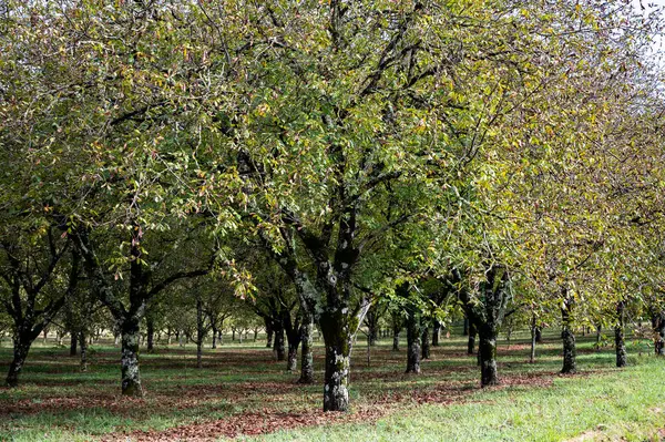 Perigord Limousin Bölgesel Doğal Parkı, Dordogne, Fransa 'da yaz aylarında yüksek kaliteli PDO sertifikalı ceviz ağaçları yetiştirilmesi