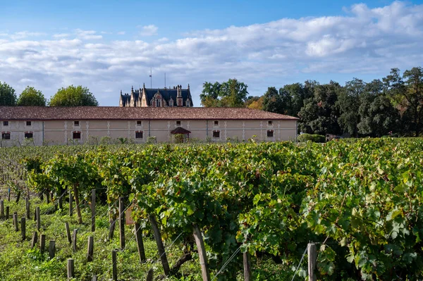 Bordeaux 'daki Haut-Medoc üzüm bağlarının çeşitli kırmızı Cabernet Sauvignon üzüm bağları, Gironde Estuary' nin sol kıyısı, Margaux, Fransa, hasat için hazır.