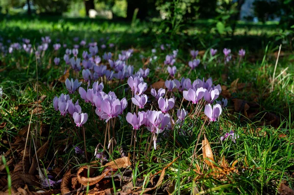 stock image Spring season, wild pink cyclamen flowers blossoming in forest in sun lights