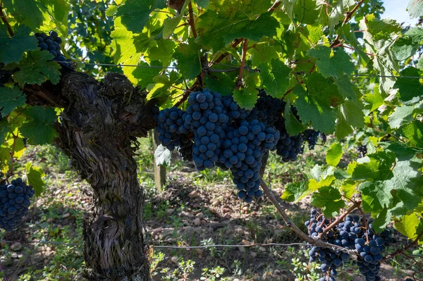 Olgun Merlot veya Cabernet Sauvignon kırmızı şarap üzümleri Pomerol, Saint-Emilion şarap üretim bölgesinde hasat için hazır, Fransa, Bordeaux