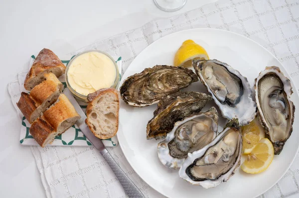 Fresh big alive french, dutch, pacific or japanese oysters molluscs, size number 1, served with fresh lemon, raw sea food