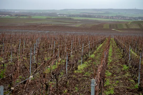 stock image Winter time on Champagne grand cru vineyards near Verzenay, Verzy, Mailly, rows of old grape vines without leave, wine making in France