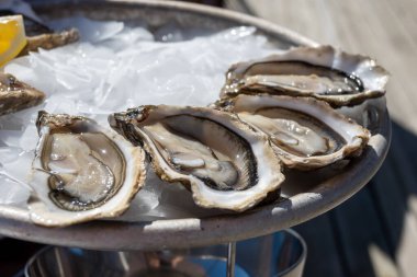 Arcachon Körfezi, Cap Ferret Yarımadası, Bordeaux, Fransa 'daki istiridye çiftliği köyünde taze canlı istiridye yemek. Kapatın.