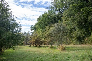 Yer mantarı çiftliği, kara kış mantarlarının ekimi Perigord mantarları, Tuber melanosporum, meşe fidanlığı, kışın meşe ağaçlarıyla tarlalarda mantar avı.