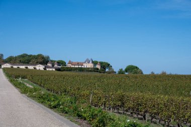 Barsac köyündeki Sauternes üzüm bağlarındaki Semillon üzümlerini hasat etmeye hazır. Fransa 'nın Bordeaux şehrinde tatlı tatlı Sauternes şaraplarından yapılan Botrytis cinerea soylu çürümesinden etkilenmiş.