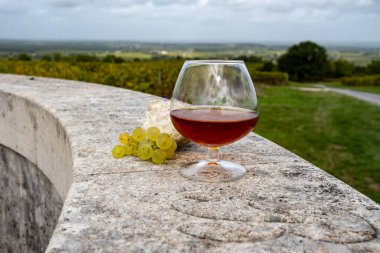 Konyak, Grand Chaente, Charente 'de alkollü konyak tatmak için arkaplanda alkol damıtımı için ugni blanc üzümü hasat etmeye hazır, Fransa