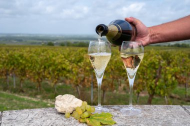 Tasting of grand cru sparkling white wine with bubbles champagne on chardonnay vineyards in Avize, Ay grand cru wine producer small village, Cote des Blancs, Champagne, France clipart