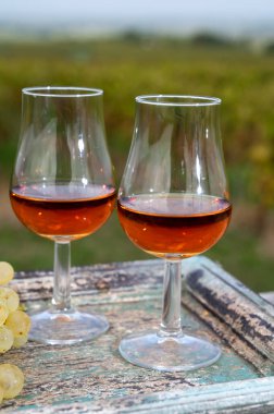 Konyak, Grand Chaente, Charente 'de arkaplandaki alkol kullanımı için ugni blanc üzümü toplamaya hazır konyak ve alkollü içecek tatma, Fransa