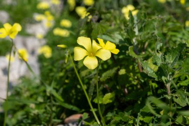 Ağaçlarla dolu kır manzarası, bahar mevsimi vahşi sarı çiçeklerle dolu.