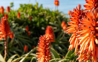 Aloe vera çiftliği, aloe vera ekimi, ilaç, kozmetik ürünleri, cilt bakımı, pembe aloe çiçeği için kullanılan sağlıklı bitki.