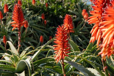 Aloe vera çiftliği, aloe vera ekimi, ilaç, kozmetik ürünleri, cilt bakımı, pembe aloe çiçeği için kullanılan sağlıklı bitki.