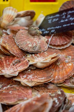 Fransa 'da balık pazarında buzda günlük taze deniz kabuğu çeşitleri, İngilizce çevirisi: Atlantik' in kuzeydoğu bölgesinden deniz tarakları.