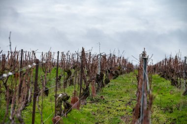 Verzenay, Verzy, Mailly yakınlarındaki Champagne Grand Cru üzüm bağlarında kış zamanı, izinsiz üzüm bağları, Fransa 'da şarap yapımı