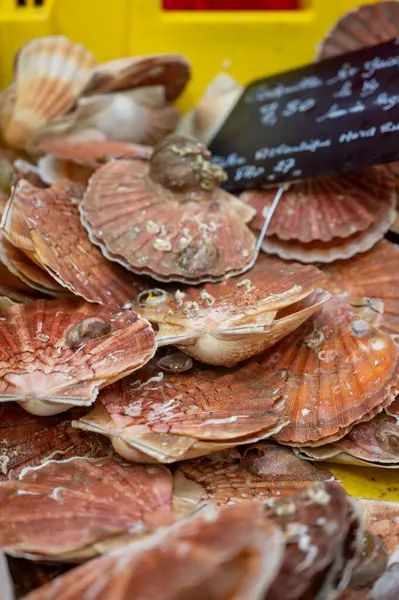 Fransa 'da balık pazarında buzda günlük taze deniz kabuğu çeşitleri, İngilizce çevirisi: Atlantik' in kuzeydoğu bölgesinden deniz tarakları.