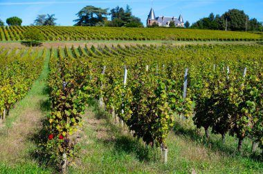 Barsac köyündeki Sauternes üzüm bağlarındaki Semillon üzümlerini hasat etmeye hazır. Fransa 'nın Bordeaux şehrinde tatlı tatlı Sauternes şaraplarından yapılan Botrytis cinerea soylu çürümesinden etkilenmiş.