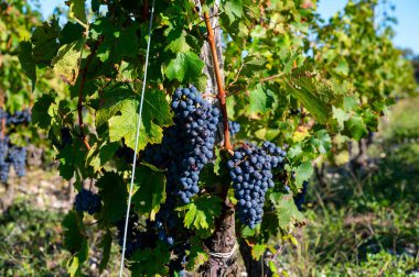 Bordeaux 'da çeşitli Haut-Medoc üzüm bağları, Fransa' nın Margaux kasabası Gironde Estuary 'nin sol kıyısında toplanmaya hazır kırmızı şarap bağları var.