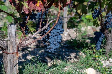 Bordeaux, Gironde Estuary, Fransa 'nın sol kıyısı, Bordeaux' da çeşitli Haut-Medoc üzüm bağları içeren olgunlaşmış kırmızı Cabernet Sauvignon üzümleri ile Pauillac köyündeki üzüm bağları hasat etmeye hazır.