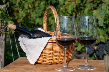 Bordeaux 'da Bordeaux şarabı tatmak, yeşil üzüm bağlarında kırmızı şarap, Bordeaux' da çeşitli Haut-Medoc üzüm bağları, Gironde Estuary, Fransa 'nın sol kıyısında bulunan kırmızı Cabernet Sauvignon üzümleri.