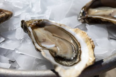 Arcachon Körfezi, Cap Ferret Yarımadası, Bordeaux, Fransa 'daki istiridye çiftliği köyünde taze canlı istiridye yemek. Kapatın.