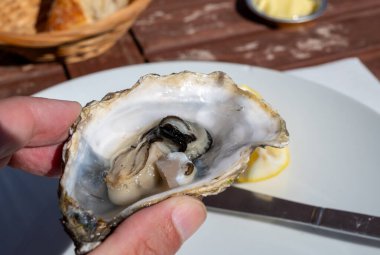 Arcachon Körfezi, Cap Ferret Yarımadası, Bordeaux, Fransa 'daki istiridye çiftliği köyünde taze canlı istiridye yemek. Kapatın.