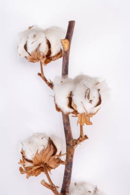 Ev dekorasyonu, pamuk bitkileriyle kurumuş dal, beyaz arka planda doğal lif mutfağı ve yatak tekstili kaynağı.