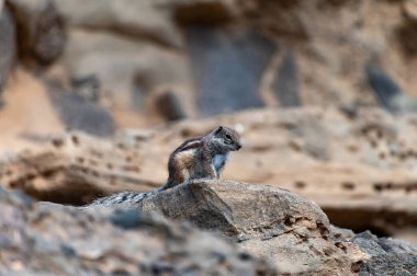 Sincap ya da barbar yer sincabı kışın İspanya 'nın Kanarya Adaları Fuerteventura kentindeki güneş ışığında koyu lav taşlarının üzerinde oturur.