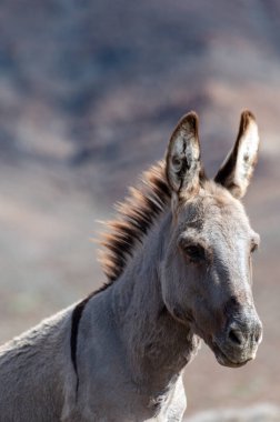 Fuerteventura adasının güney kısmının gri eşekleri ve kayalık volkanik manzarası, İspanya, Kanarya adalarında eko çiftçiliği